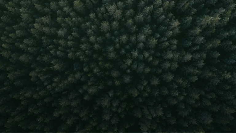 Flygbild av tät skog